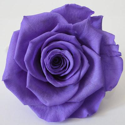 Exotic Rainbow Rose Plants Mixed Colors Rosa Planta Seeds